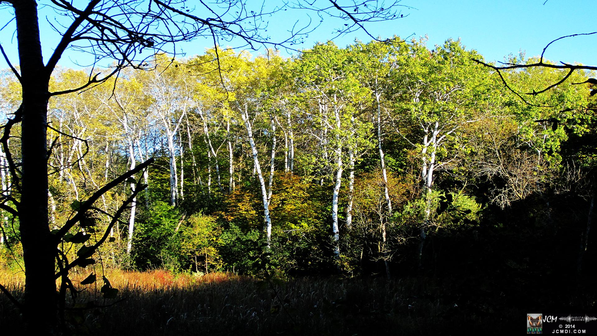 Minnesota Woods marsh treeline at sunset